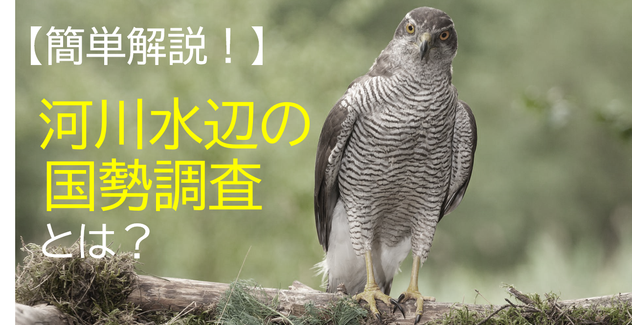 【簡単解説】河川水辺の国勢調査とは？